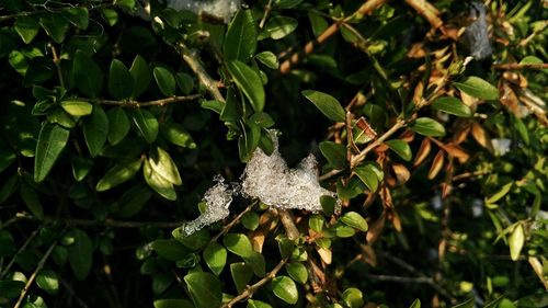 Close-up of snow on plant