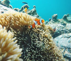 Close-up of fish in sea