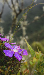 Close-up of purple flowering plant