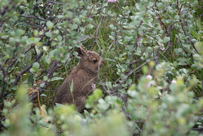 Squirrel on a tree