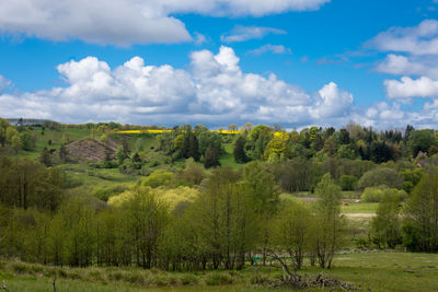 Trees on field against sky