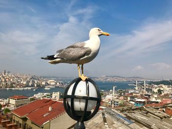 High angle view of seagull on city against sky