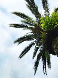 Low angle view of palm trees against cloudy sky