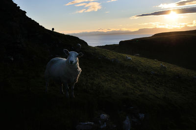 Sheep on shore by sea against sky during sunset