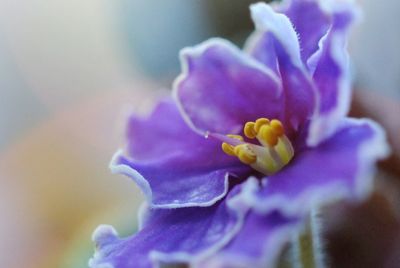 Close-up of purple flower blooming outdoors