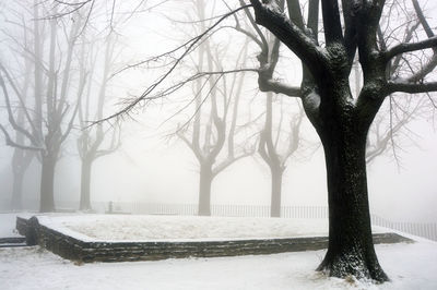 Bare trees on snow covered landscape