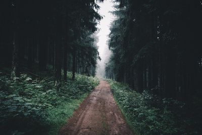 Road passing through forest