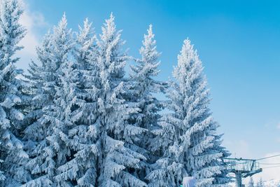 Snow covered pine trees against blue sky