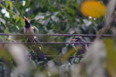 Close-up of bird perching on tree