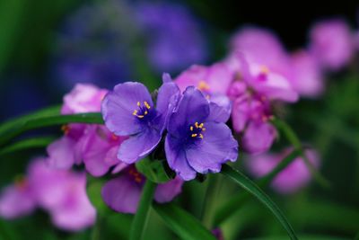 Close-up of purple flowers blooming outdoors