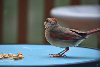 Close-up of bird perching