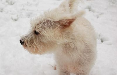 Close-up of dog on snow field