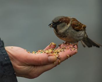 Close-up of hand holding bird eating food