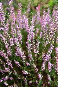 Close-up of purple flowering plants