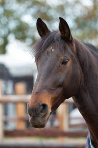 Close-up portrait of a horse
