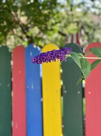Close-up of purple flower on plant