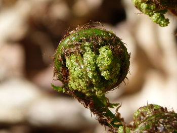 Close-up of flower bud growing on tree