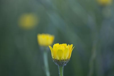 Close-up of yellow flowering plant