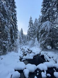 Snow covered land and trees against sky