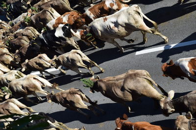 High angle view of cows walking on street during almabtrieb