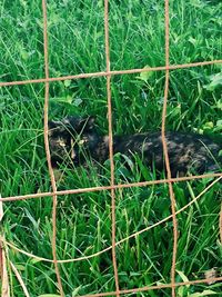 Full frame shot of grass