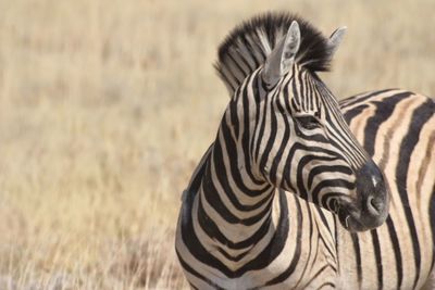 Close-up of a zebra