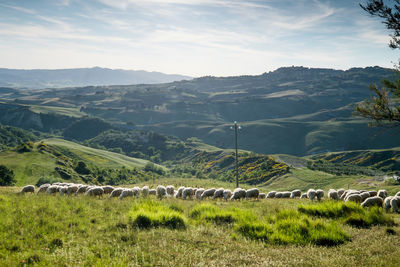 Scenic view of green landscape against sky