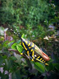 Close-up of insect on leaf