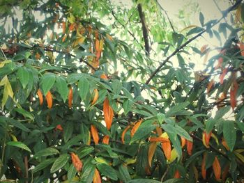 Close-up of orange tree