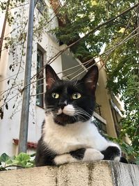 Portrait of cat by tree against plants