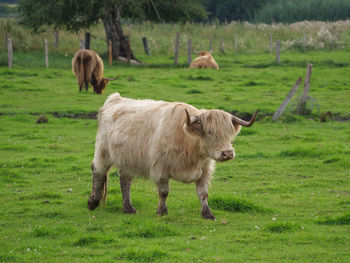 Cows on a westphalian meadow