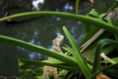 Side view of iguana on plant by river