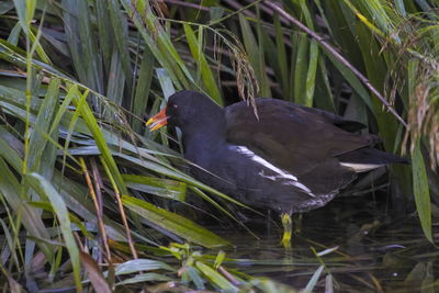 Close-up of bird perching on grass