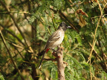 Bird perching on a tree