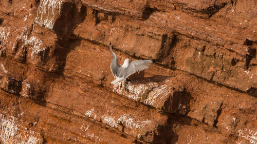 Low angle view of birds flying