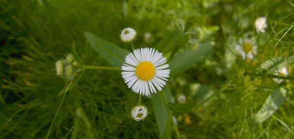 Close-up of flowers blooming outdoors