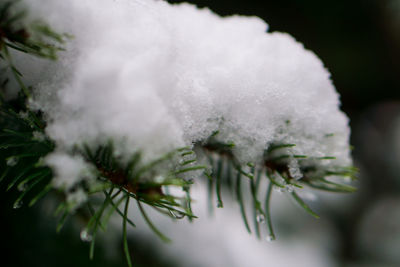 Close-up of dandelion