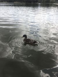High angle view of duck swimming in lake