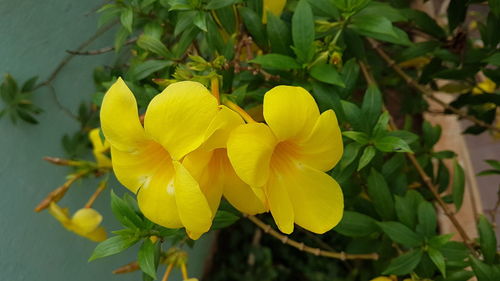 Close-up of yellow flowers blooming outdoors