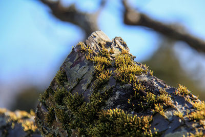 Close-up of lizard on rock