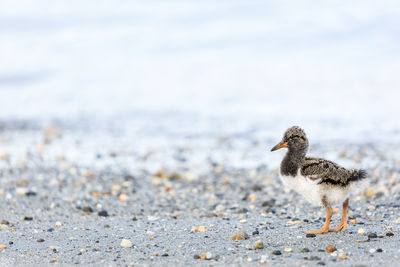 Young bird at beach