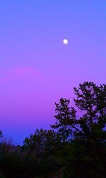 Low angle view of silhouette trees against blue sky