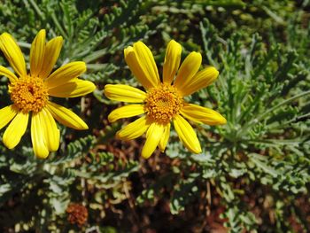 Close-up of yellow flowering plant on field