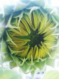 Macro shot of yellow flower