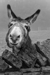 Close-up portrait of horse against sky