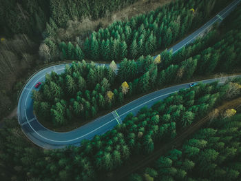 High angle view of road amidst trees in forest