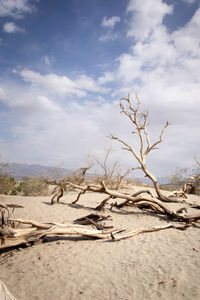 Bare tree on sand dune against sky