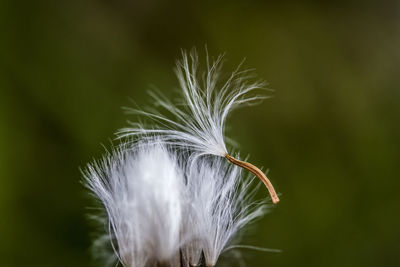 Close-up of white dandelion flower