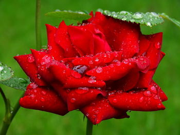 Close-up of water drops on red rose