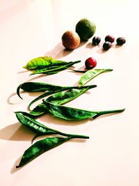 High angle view of leaves on white background